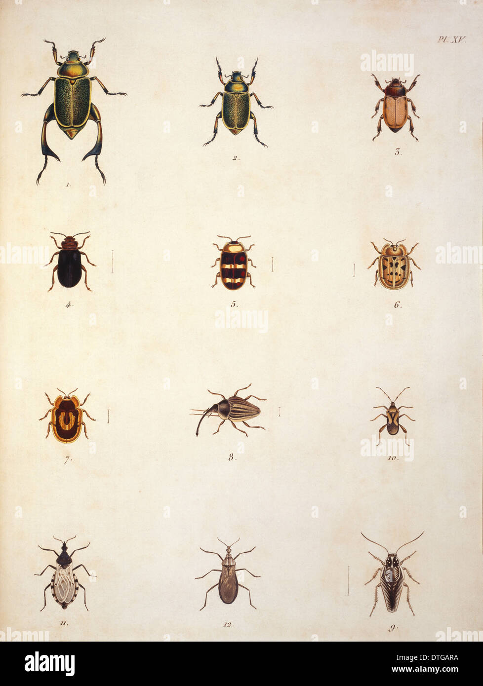 Illustration of beetles Stock Photo
