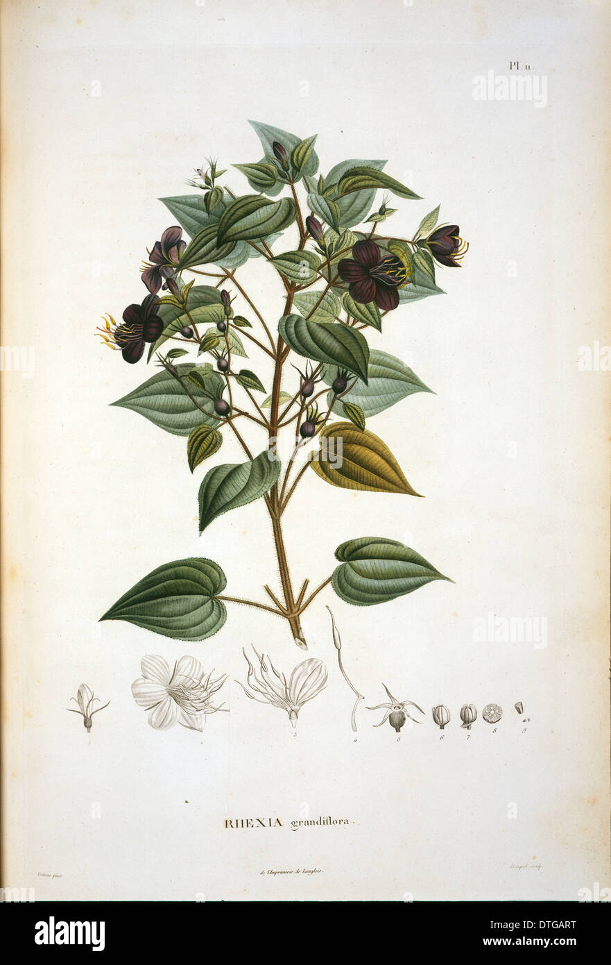Rhexia grandiflora Stock Photo