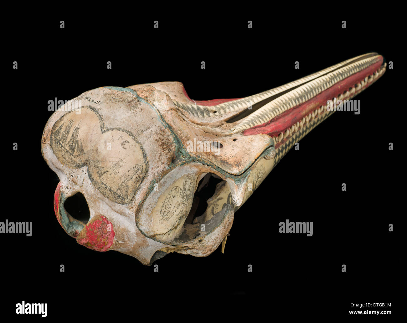 История кости. Строение черепа дельфина. Азовский Дельфин череп. Steno515 Skull.