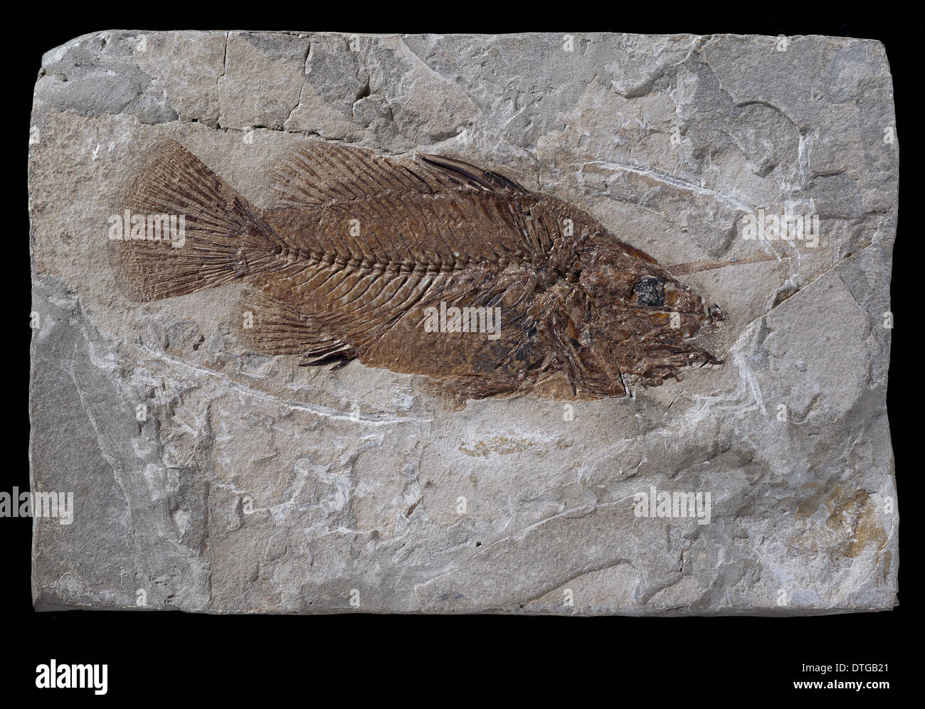 Eolates gracilis, fossil fish Stock Photo