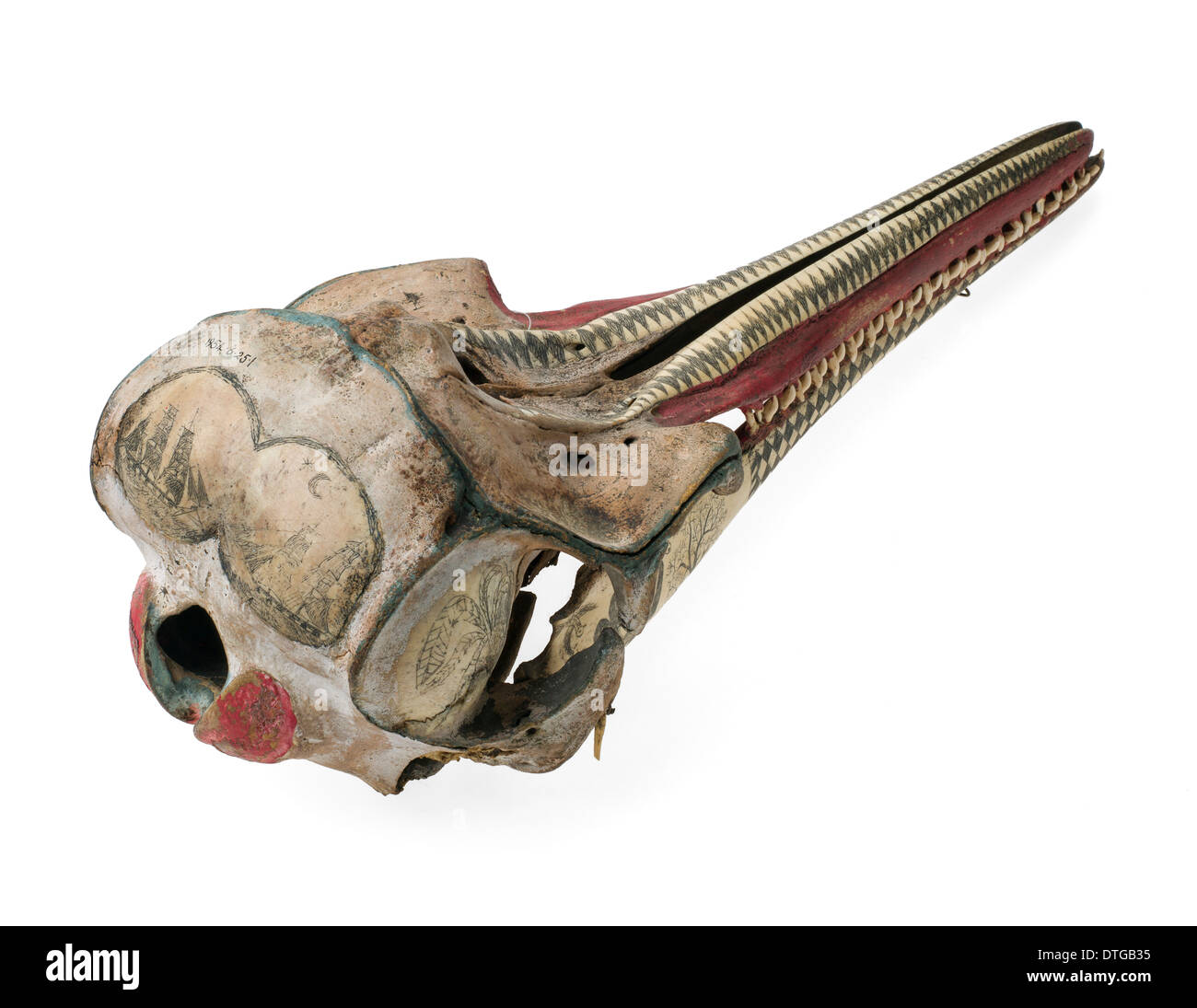 Rough-toothed dolphin skull with ink scrimshaw decoration Stock Photo