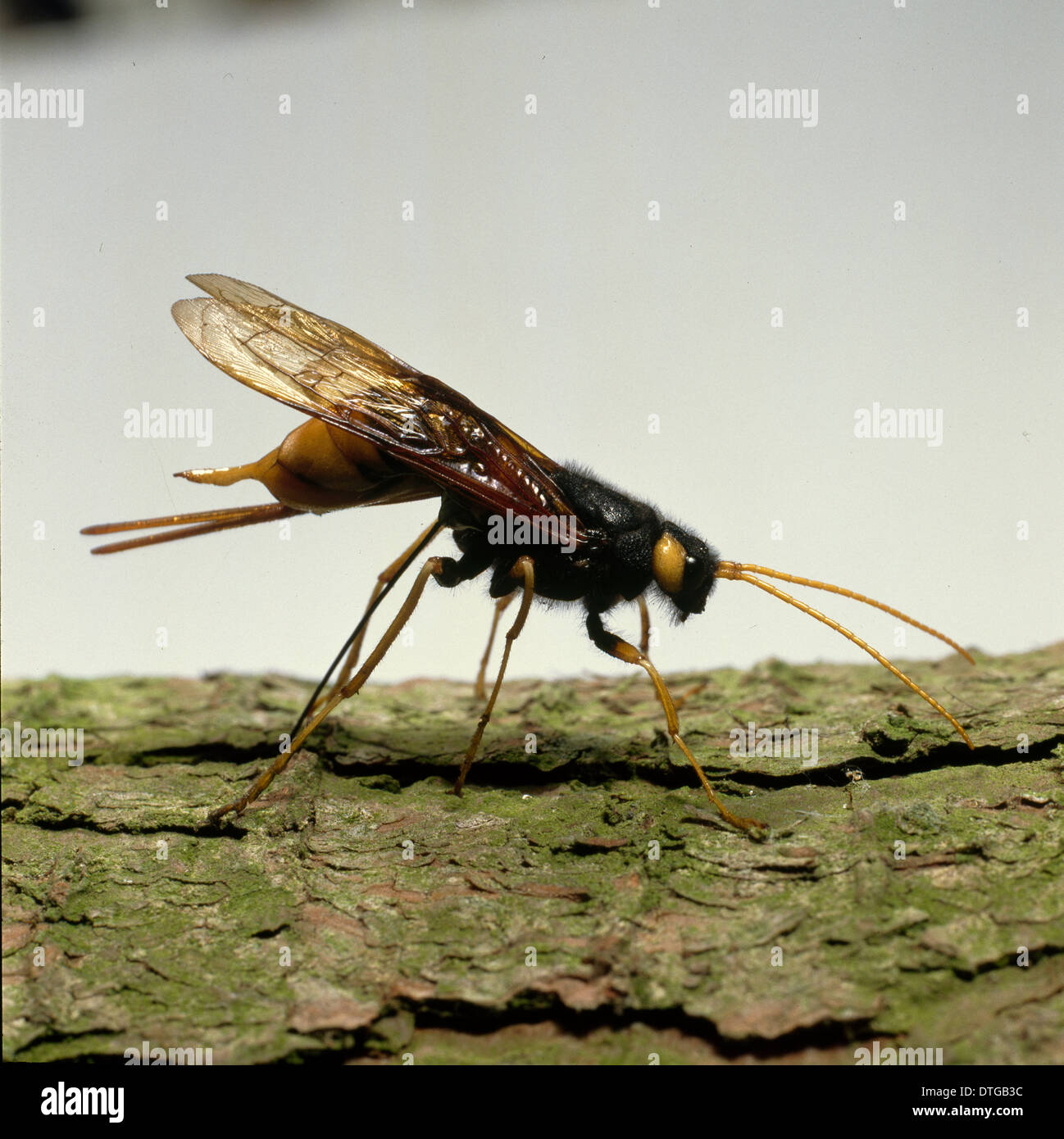 Urocerus gigas, female wood wasp Stock Photo