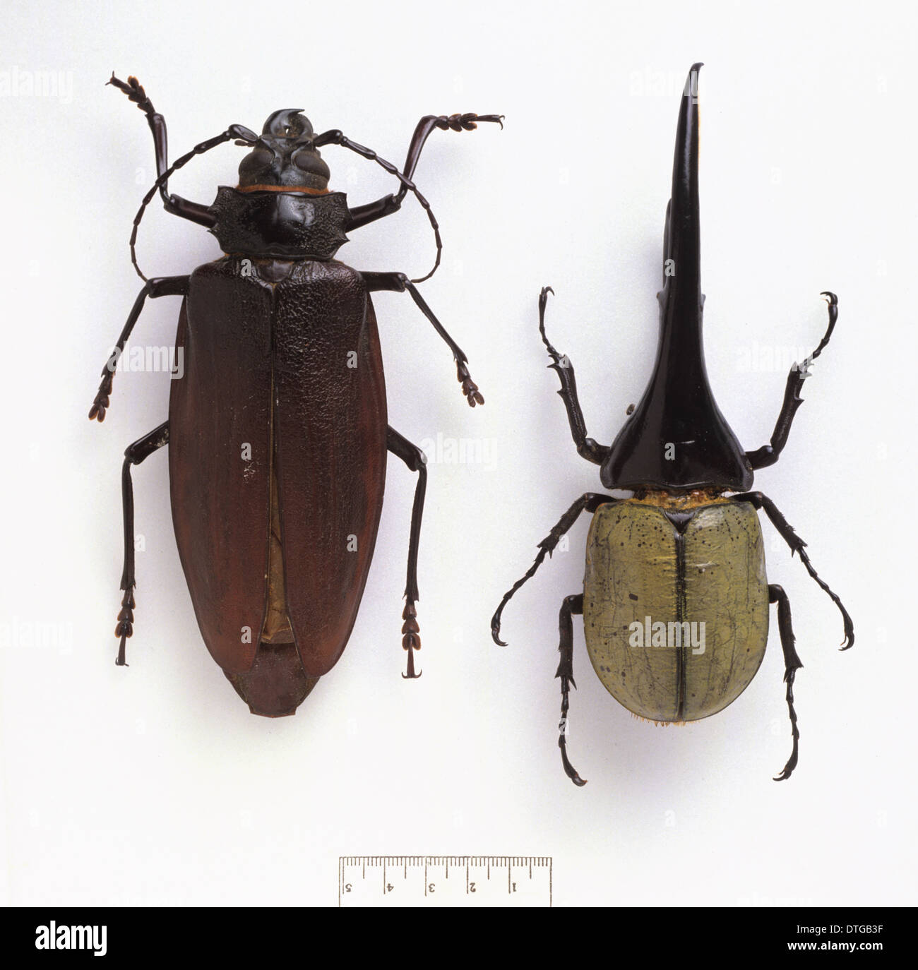 Titanus giganteus (left), Dynastes hercules (right) Stock Photo