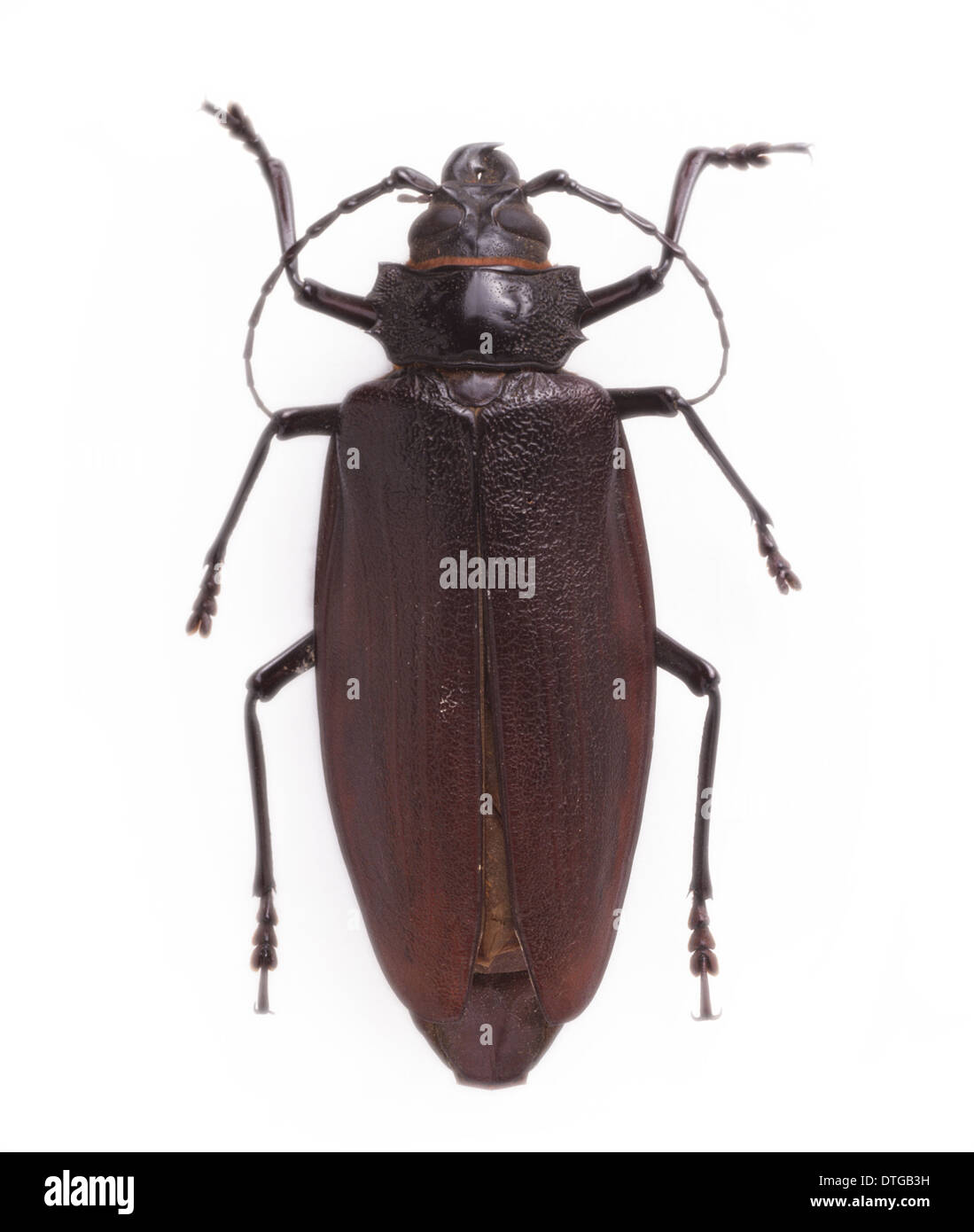 Titanus giganteus L., South American longhorn beetle Stock Photo