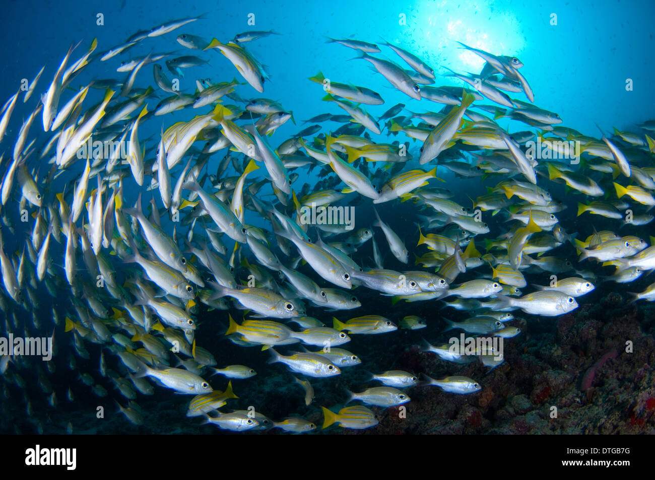 School of Bluelined Snapper, Lutjanus Kasmira and Striped Large-eye Bream, Gnathodentex aureolineatus, The Maldives Stock Photo