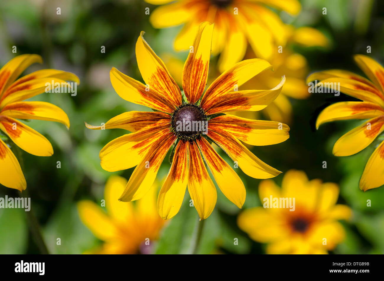 Beautiful blooming hi-res stock photography and images - Alamy