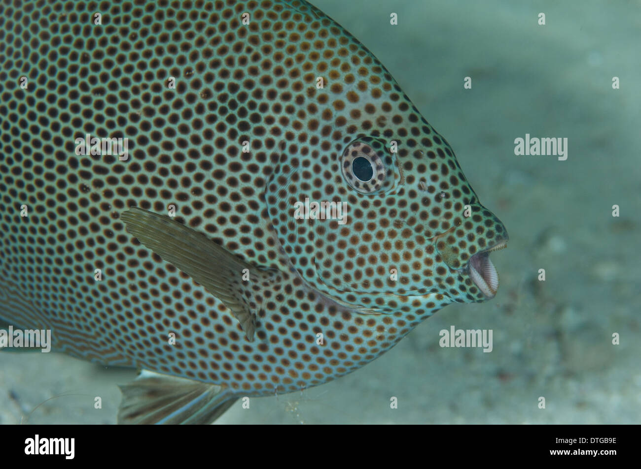 Starry Rabbitfish, Siganus stellatus, portrait, The Maldives Stock Photo