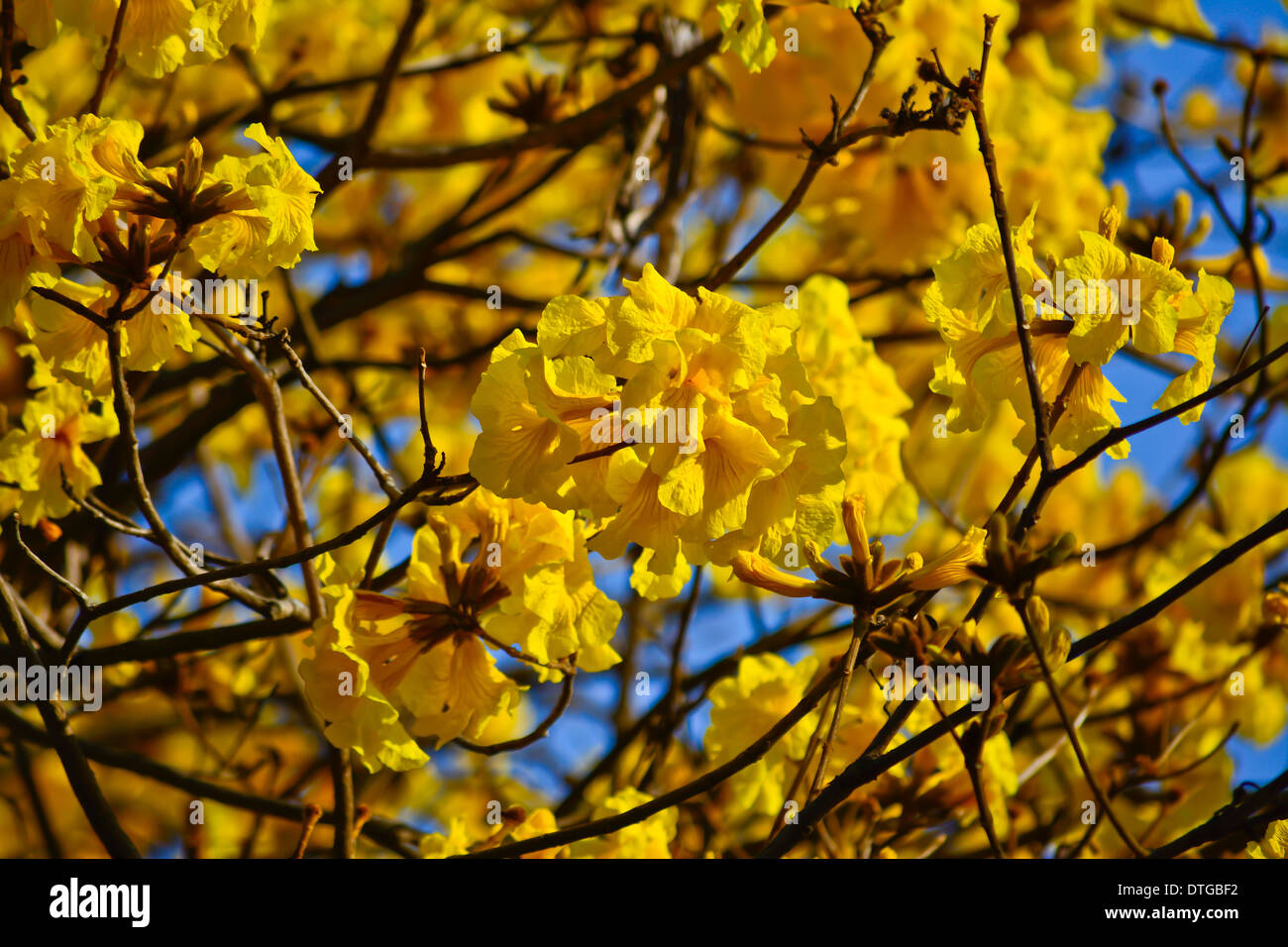close-up golden tree flower (yellow pui) and blue sky in summer day Stock Photo