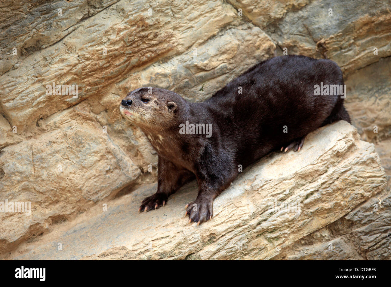 Spottednecked Otter, South Africa / (Lutra maculicollis Stock Photo