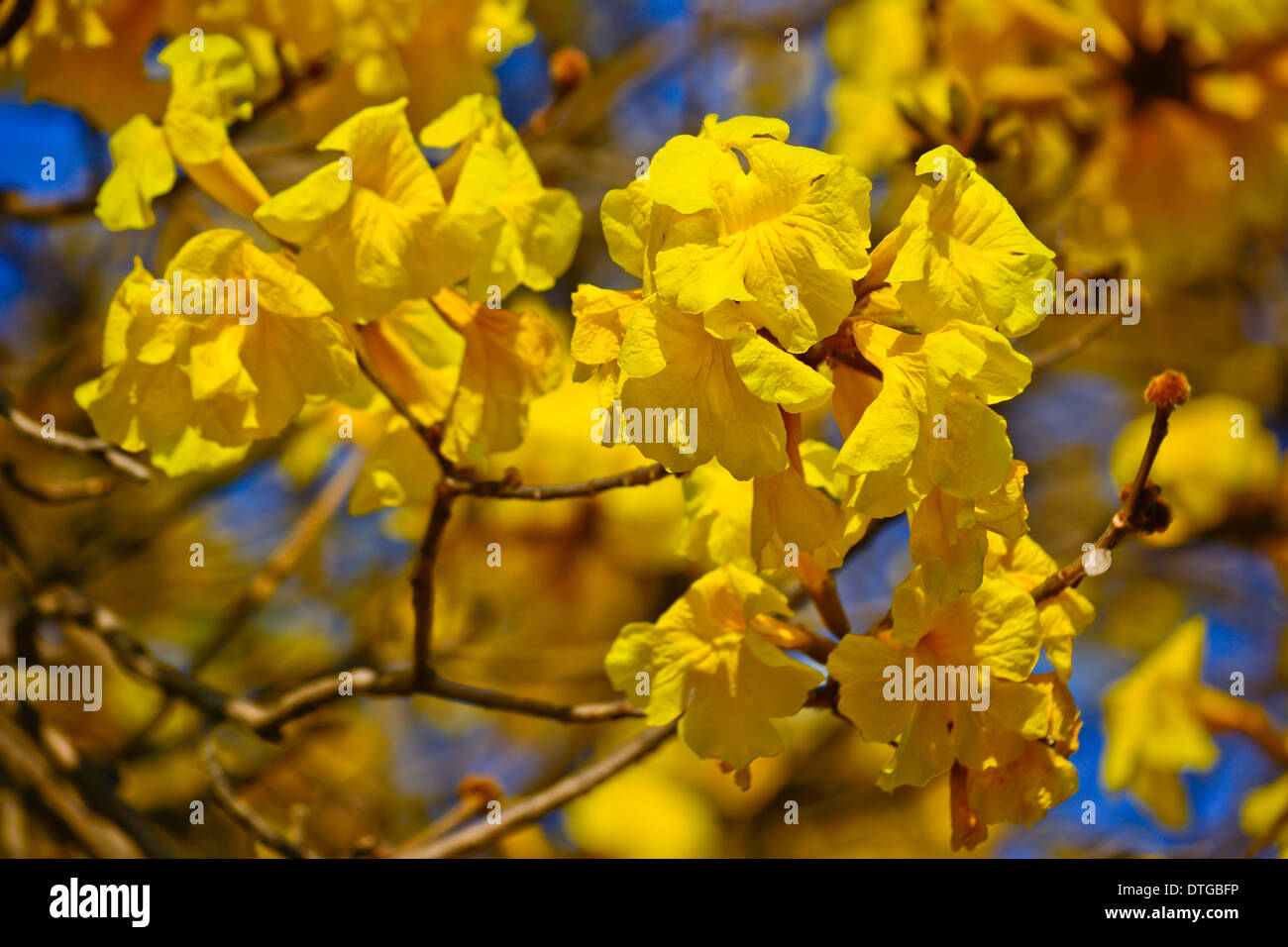 close-up golden tree flower (yellow pui) and blue sky in summer day Stock Photo