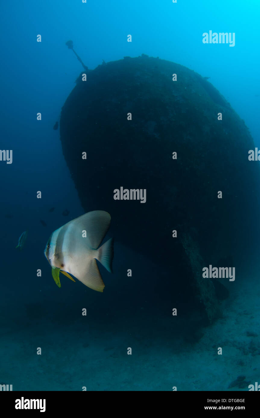 Longfin Spadefish, Platax teira, Machchafushi Wreck, South Ari Atoll, The Maldives Stock Photo