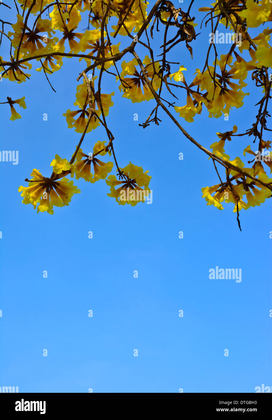 close-up goldeb tree flower (yellow pui) and blue sky in summer day Stock Photo