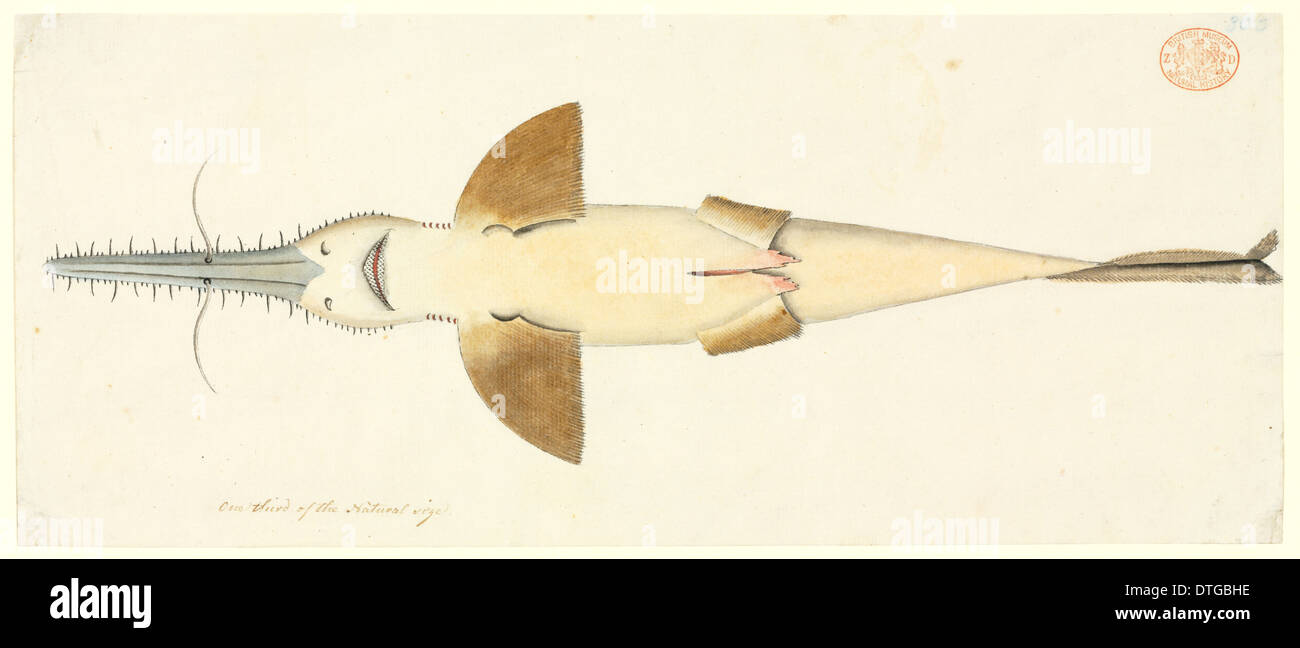 Sawshark hires stock photography and images Alamy