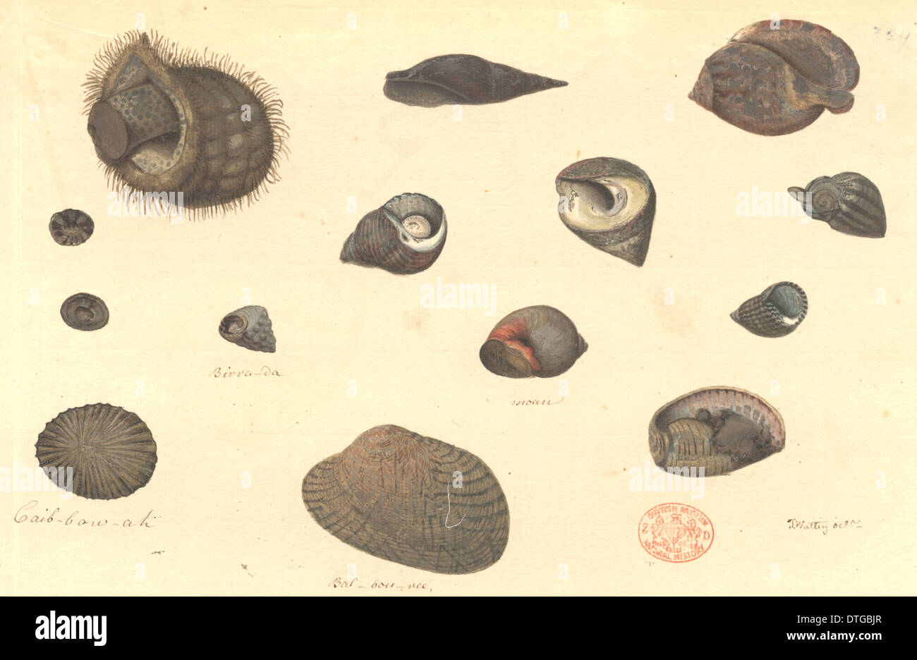 Fourteen molluscs, including gastropods and bivalves Stock Photo