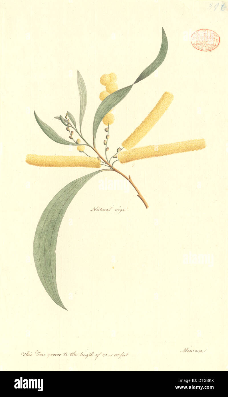 Acacia longifolia, Sydney golden wattle Stock Photo