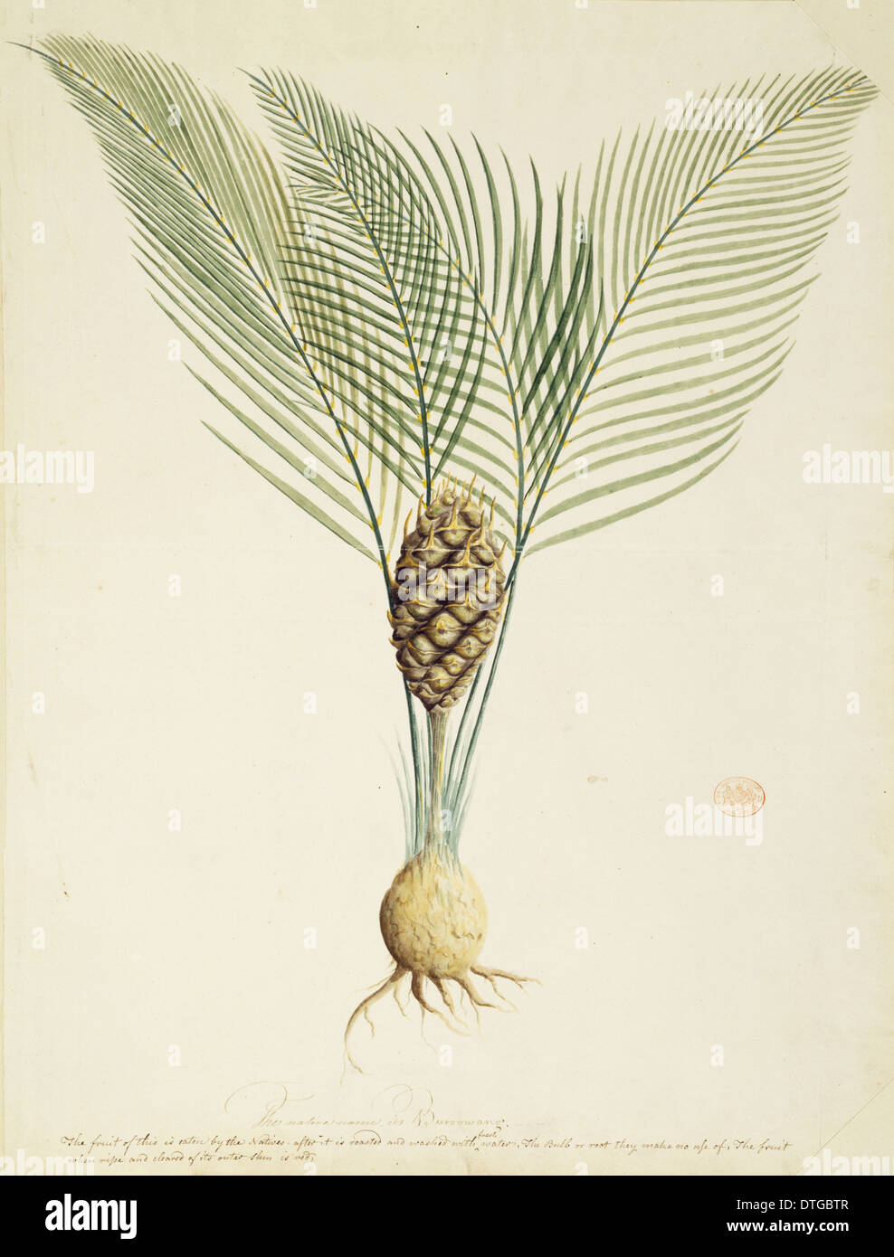 Macrozamia communis, burrawang palm Stock Photo
