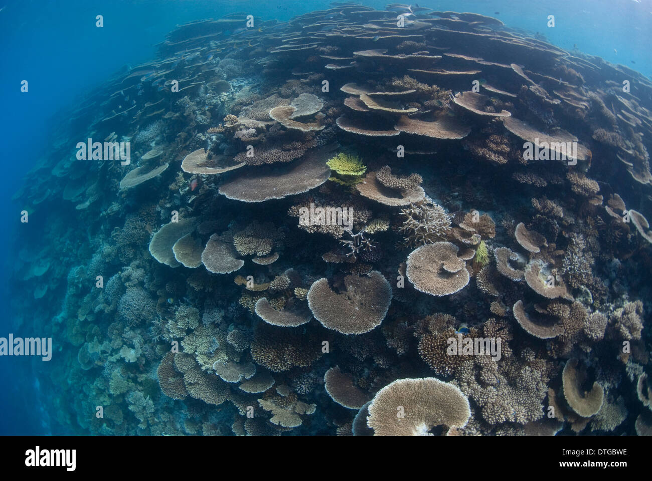Table Corals, Acropora sp., The Maldives Stock Photo