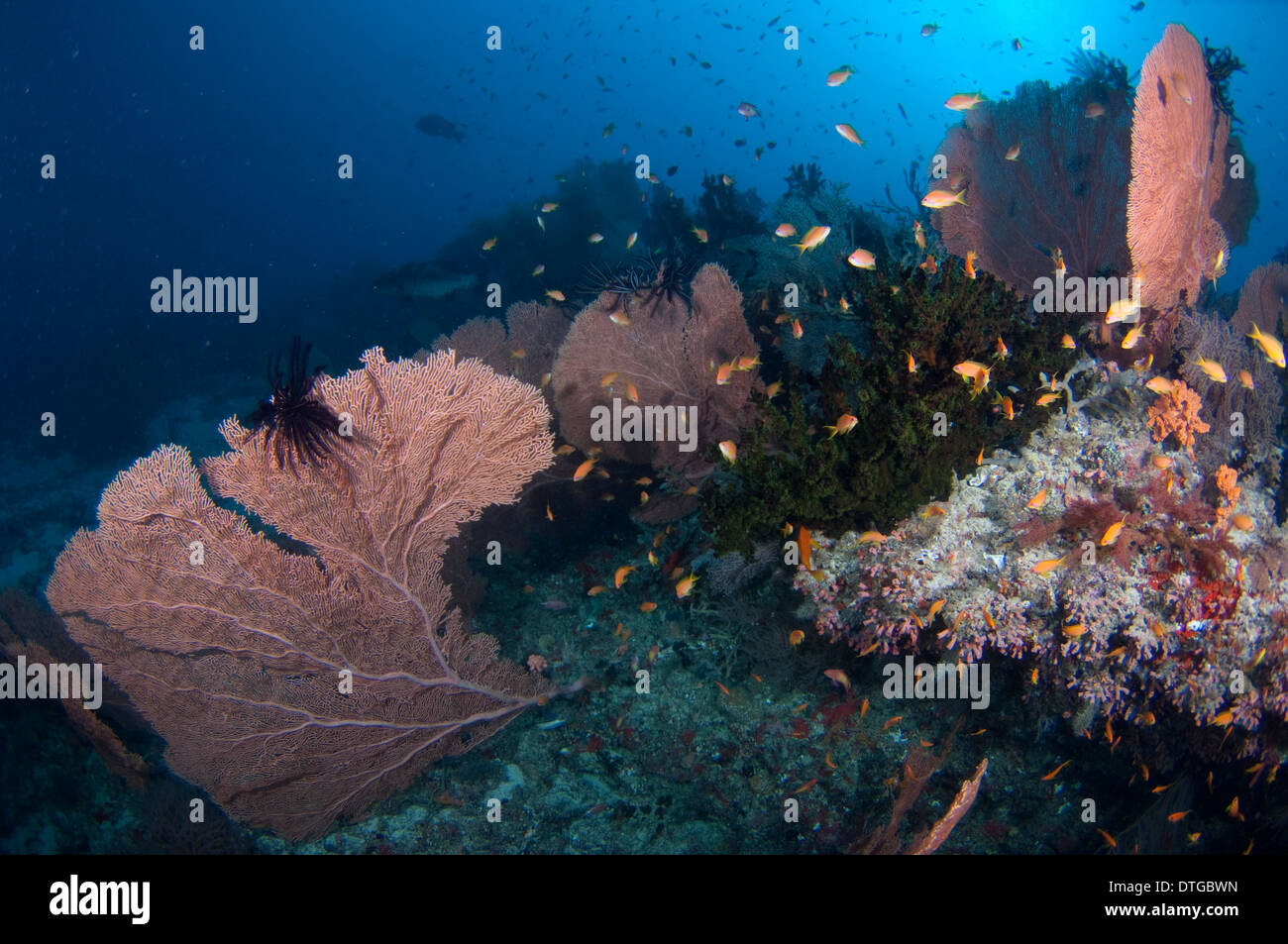 School of Scalefin Anthias, Pseudanthias squamipinnis, with Sea Fans and Cup Corals, The Maldives Stock Photo