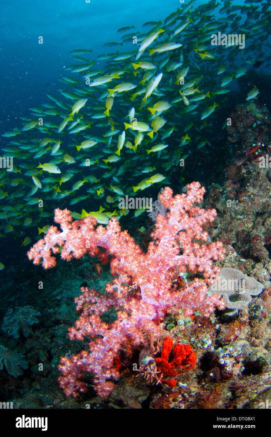 Tree Coral, Dendronephthya sp., with school of Bluelined Snapper, Lutjanus kasmira, The Maldives Stock Photo