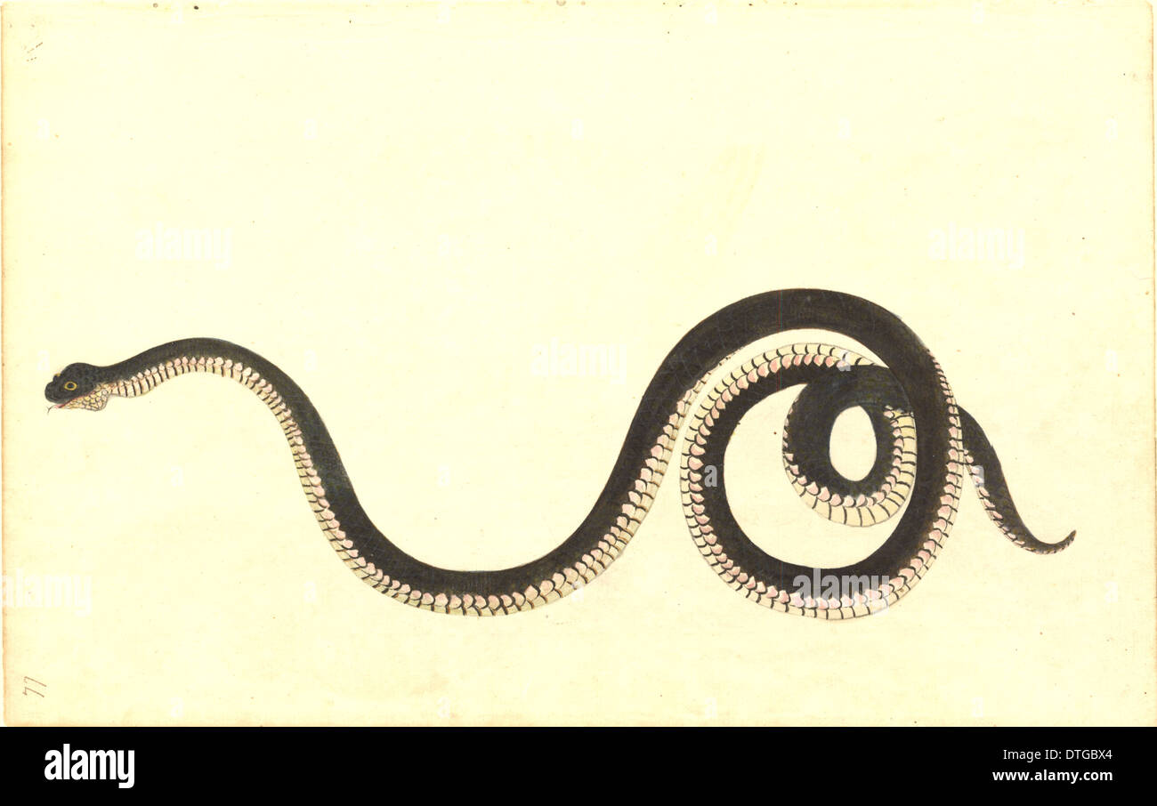 Serpentes (suborder), snake Stock Photo