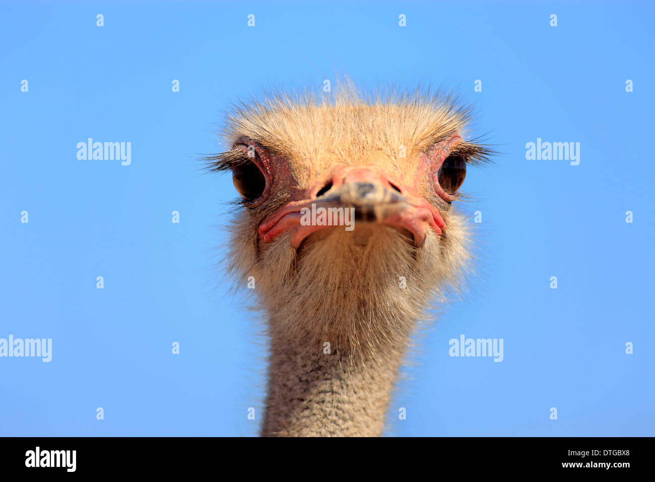 South African Ostrich, male, Oudtshoorn, Klein Karoo, South Africa / (Struthio camelus australis) Stock Photo