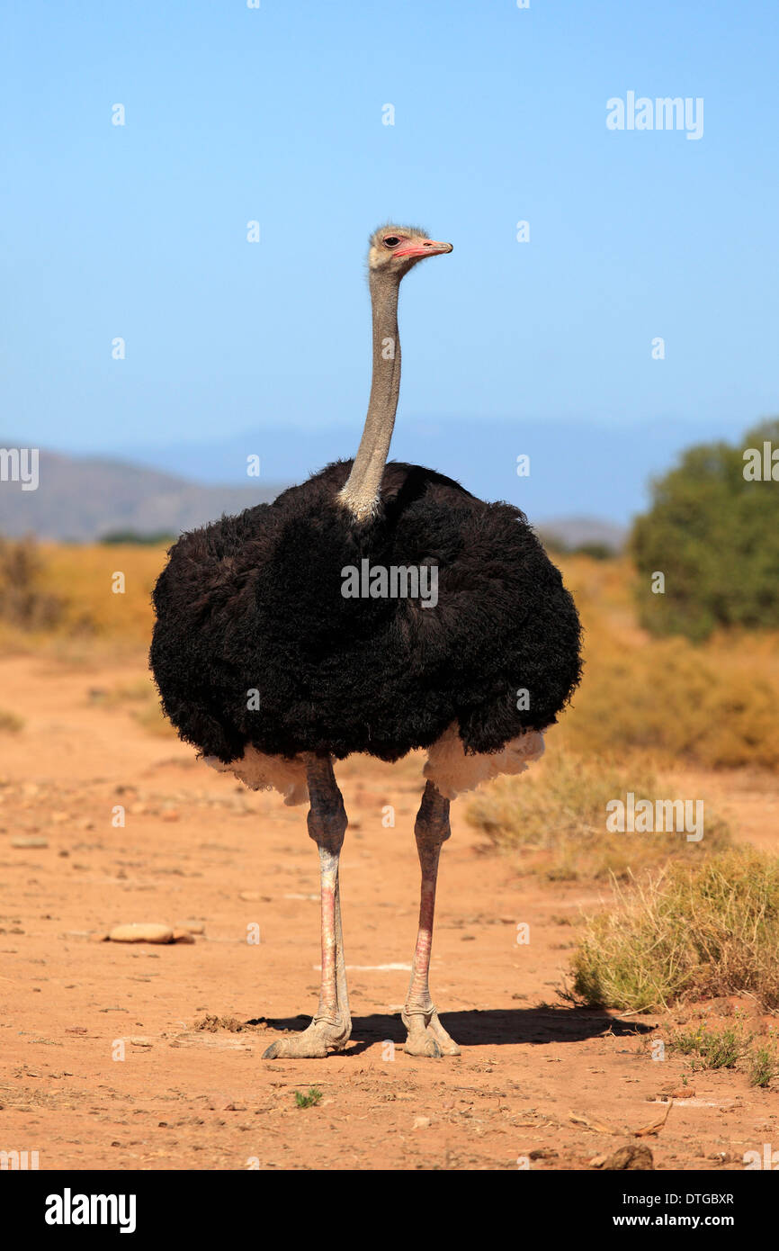 South African Ostrich, male, Oudtshoorn, Klein Karoo, South Africa / (Struthio camelus australis) Stock Photo