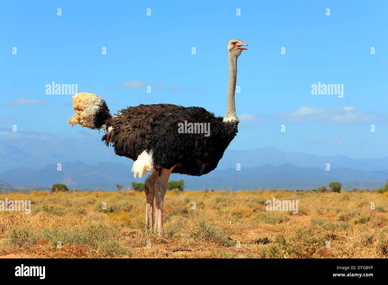 South African Ostrich, male, Oudtshoorn, Klein Karoo, South Africa / (Struthio camelus australis) / side Stock Photo