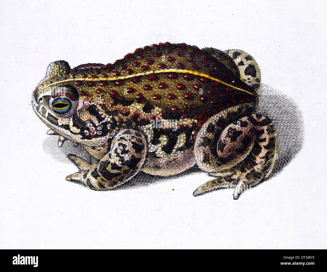 Toad illustration Stock Photo
