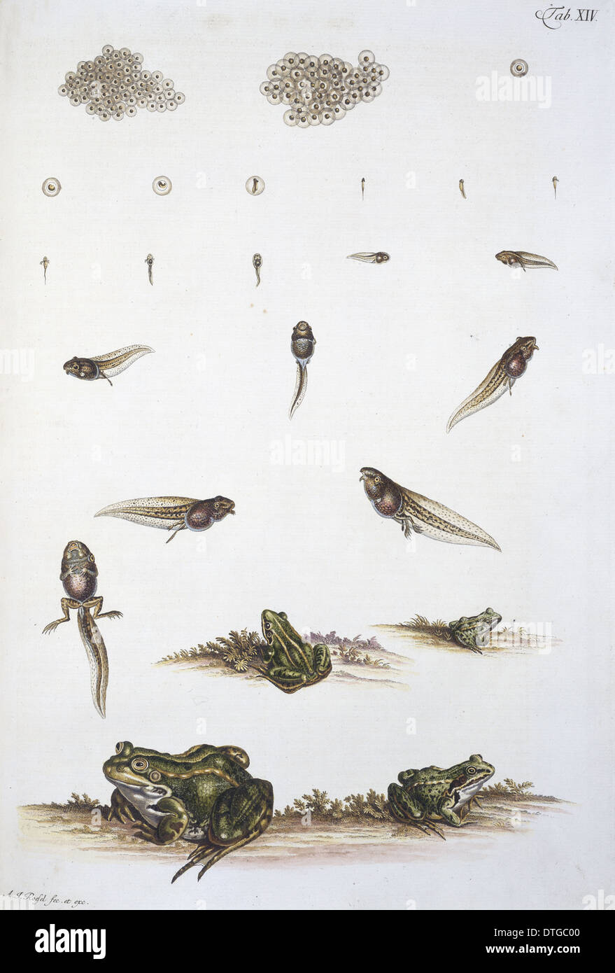 Frog-spawn, tadpoles and adult Stock Photo