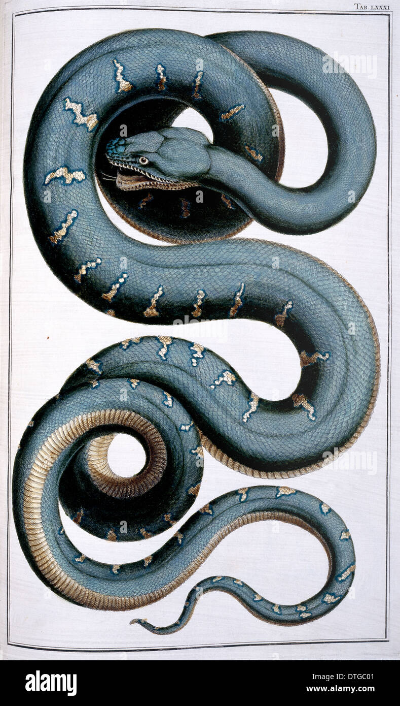 Snake illustration by Albertus Seba Stock Photo