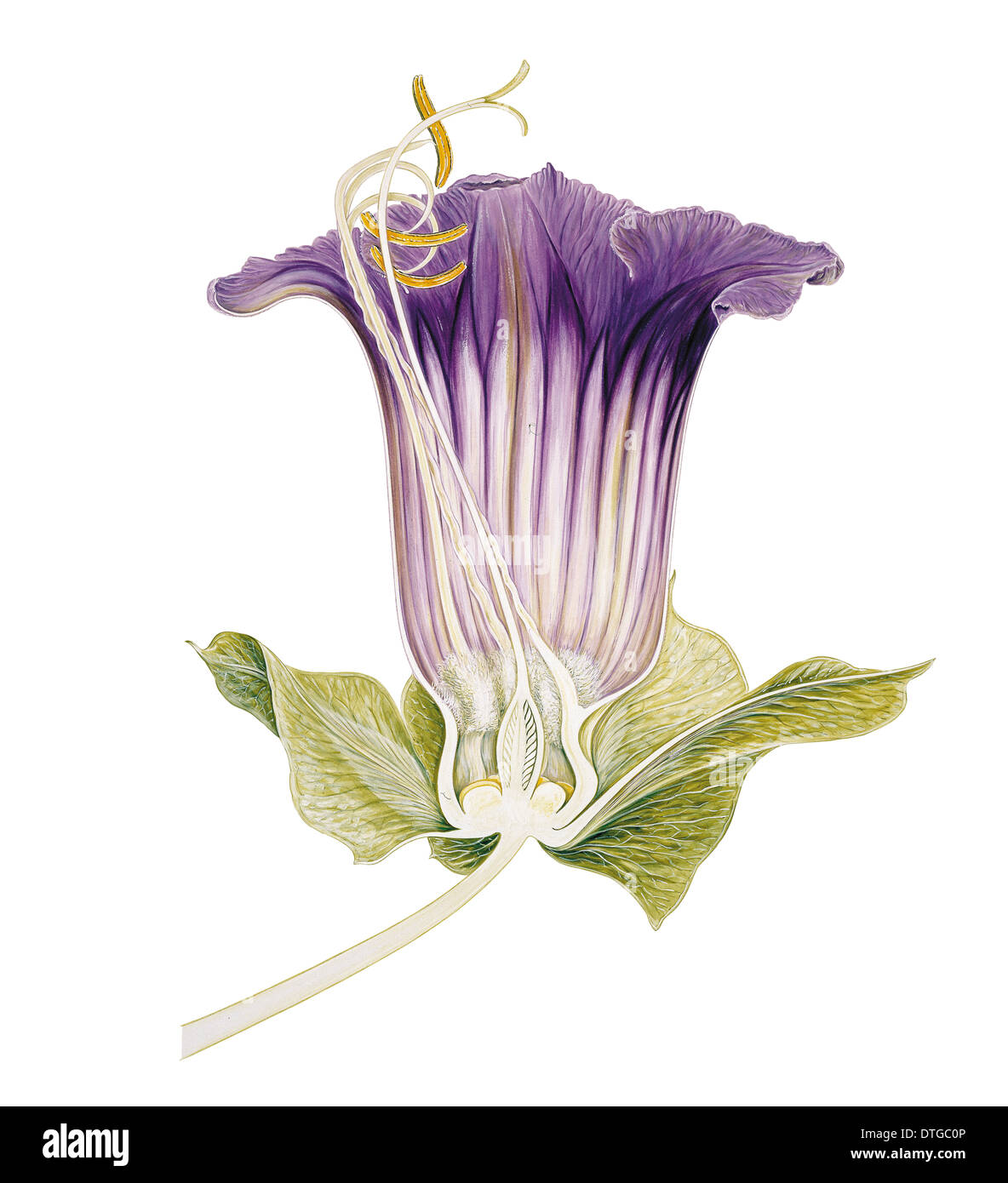 Cobaea scandens, cathedral bells Stock Photo