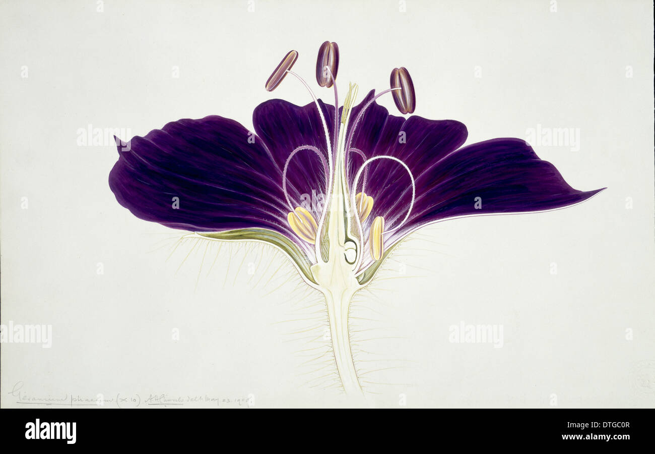 Geranium phaeum, mourning widow geranium Stock Photo