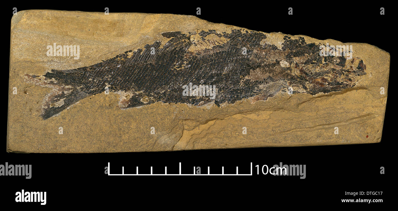 Palaeoniscus freislebeni, fossil fish Stock Photo