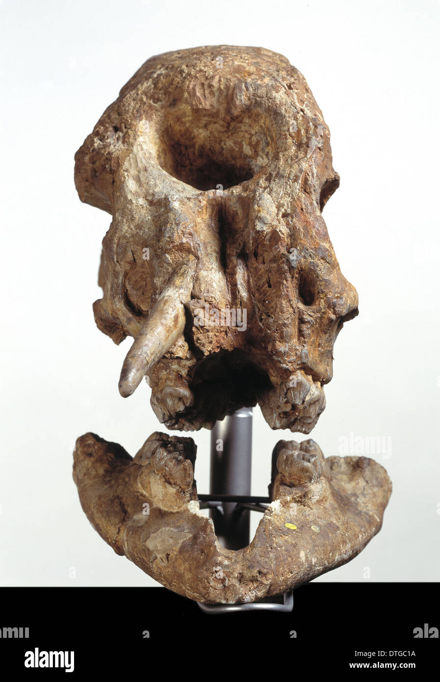 Zygolophodon atticus, mastodon Stock Photo