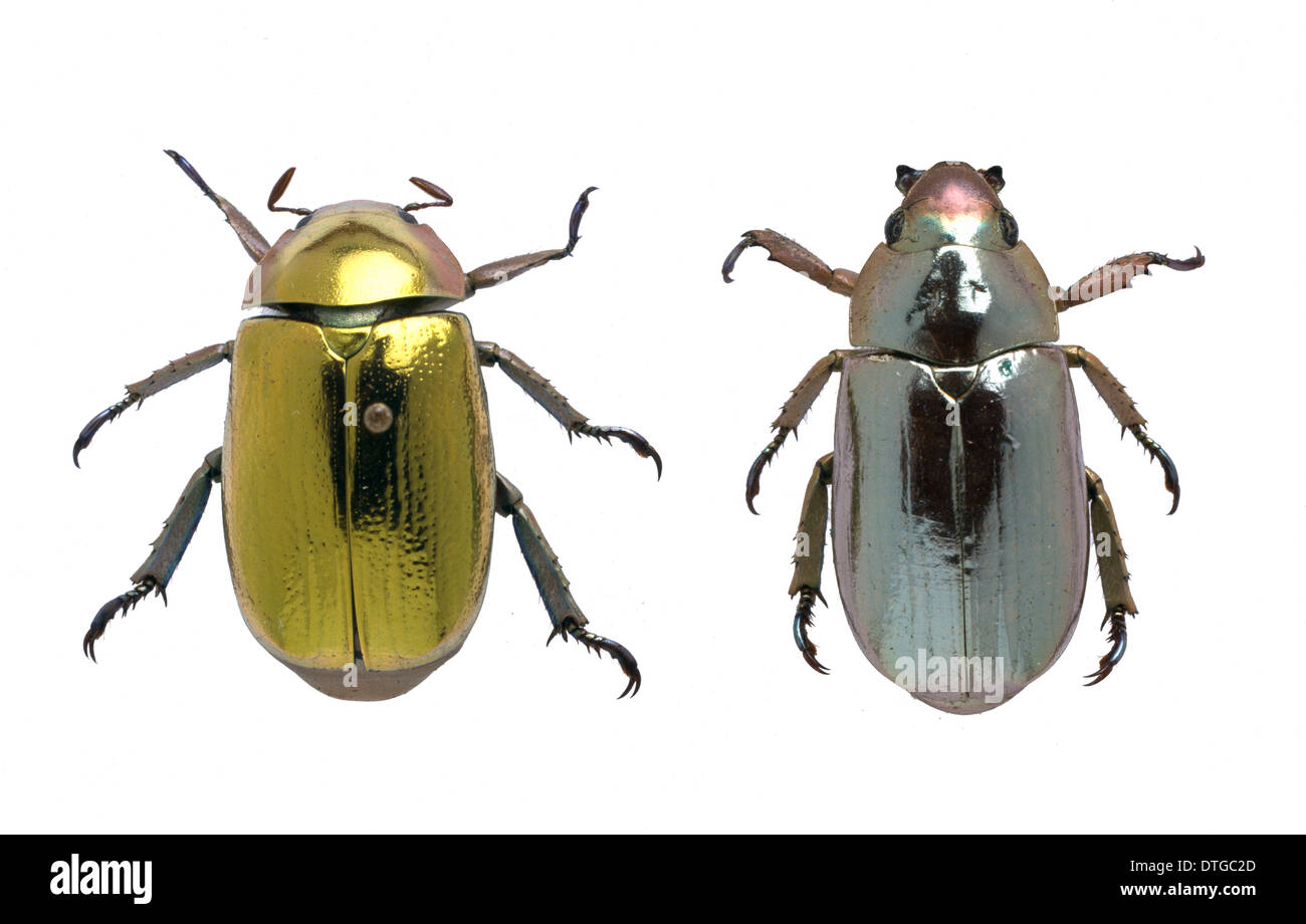 Coleoptera sp., metallic beetles Stock Photo