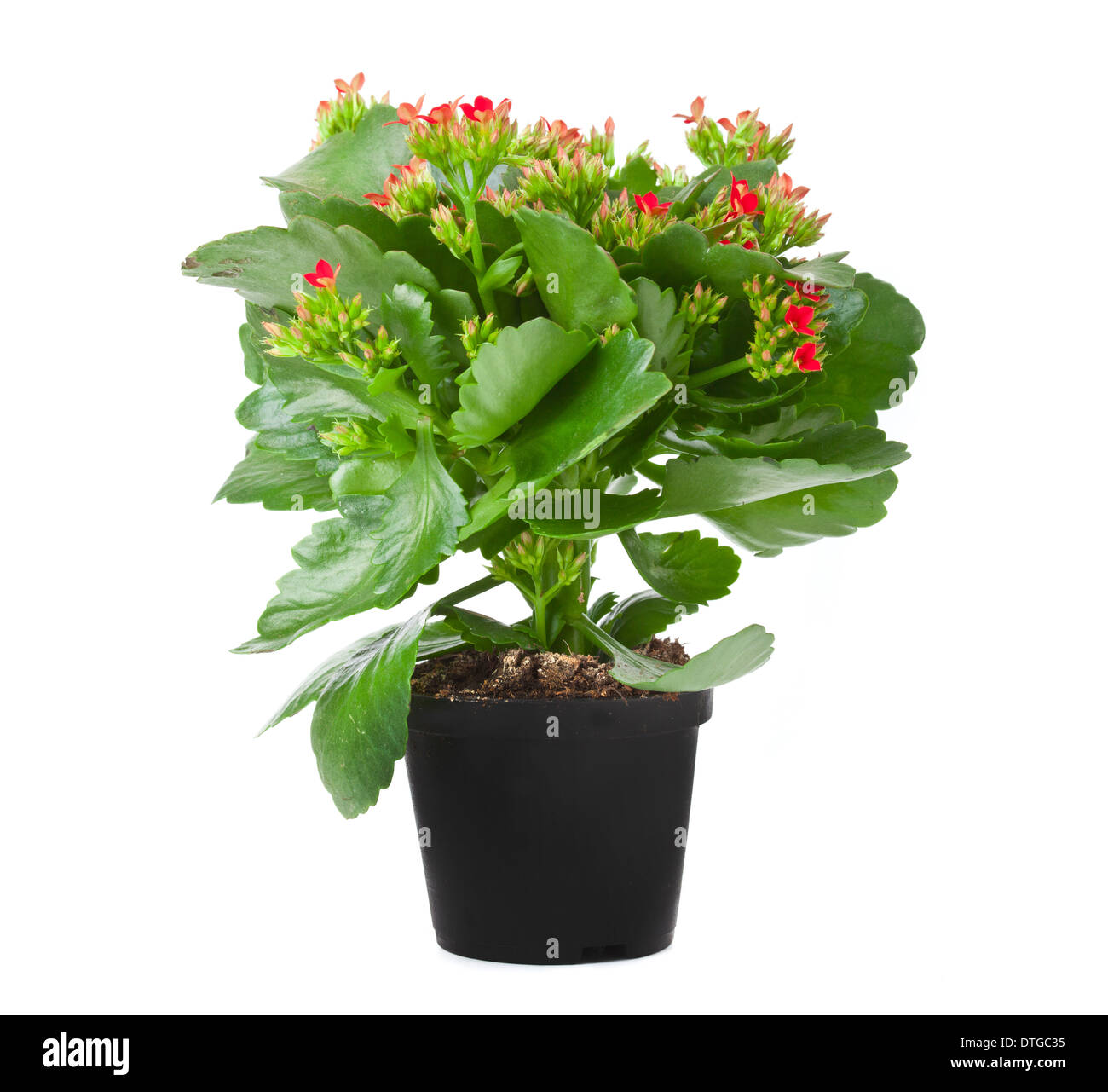 Kalanchoe blossom Cut Out Stock Images & Pictures - Alamy