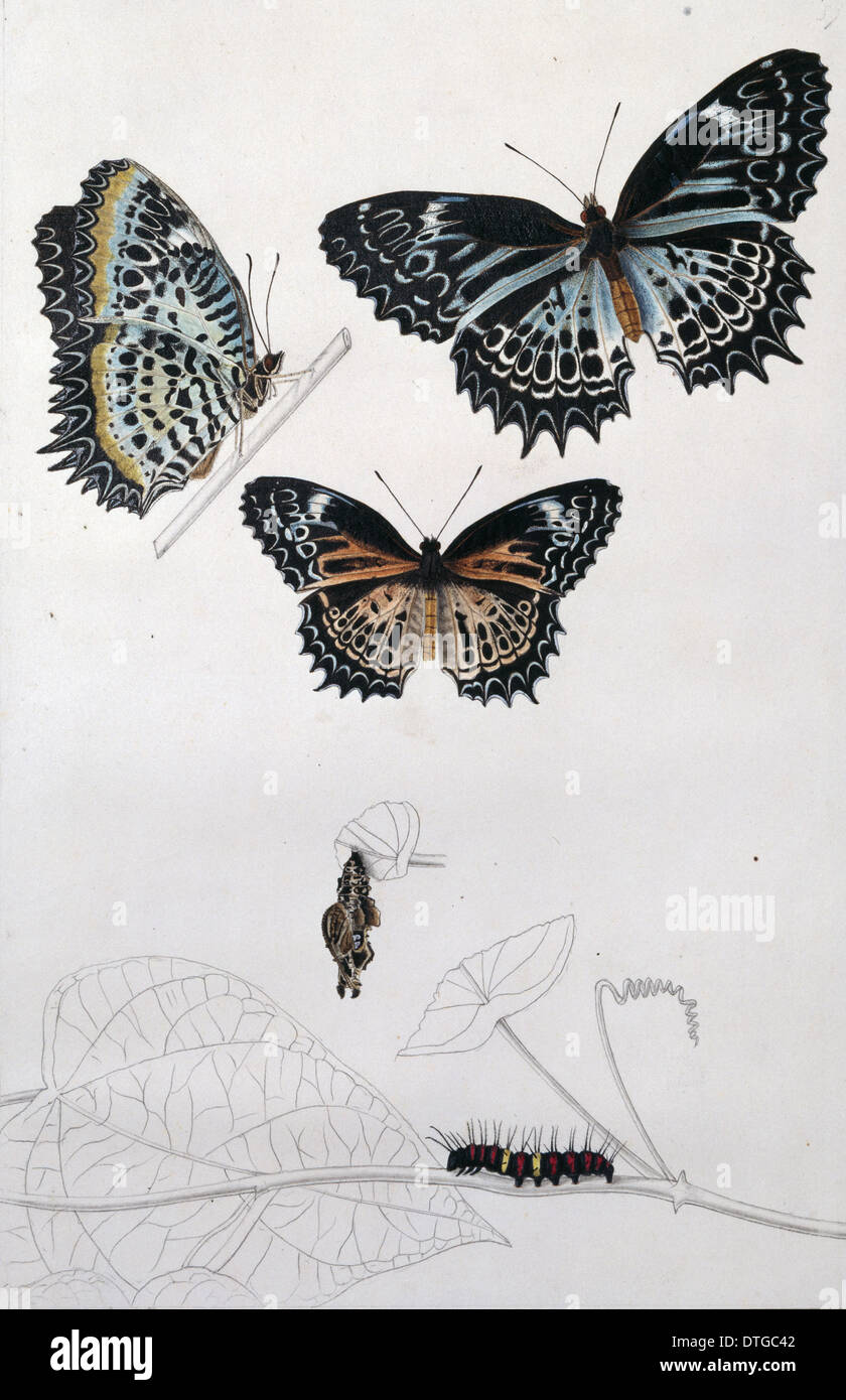 Tamil lacewing butterfly hires stock photography and images Alamy