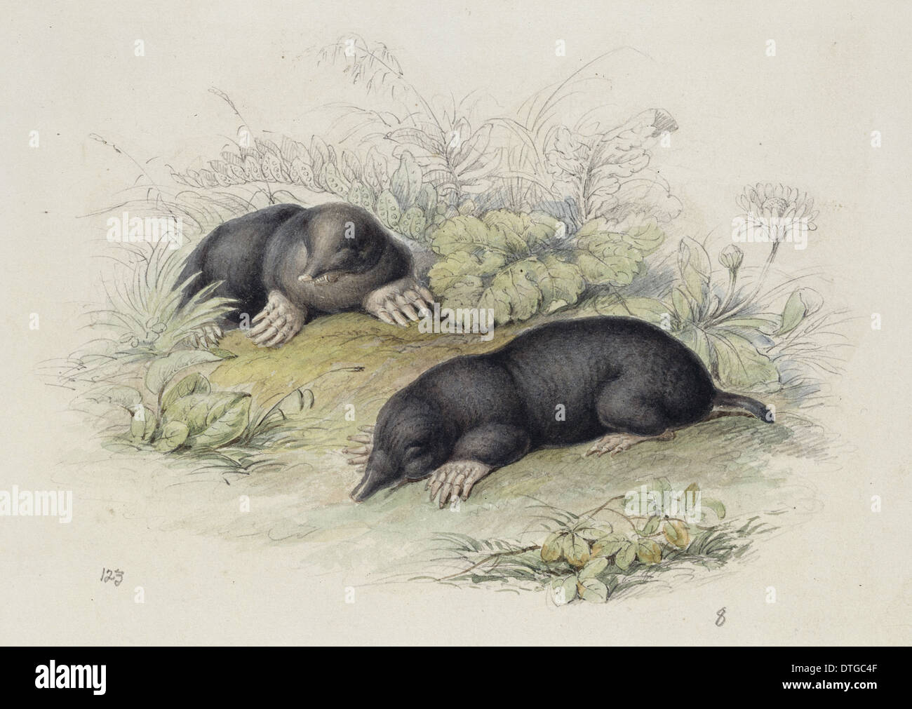 Talpa europaea, European mole Stock Photo