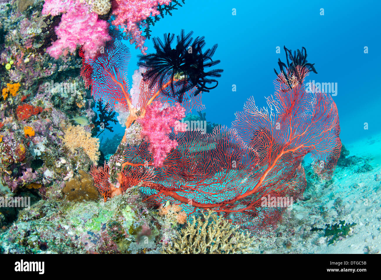 Beautiful, pink tropical underwater corals with a large red seafan on a reef surrounded by clean, blue water. Stock Photo