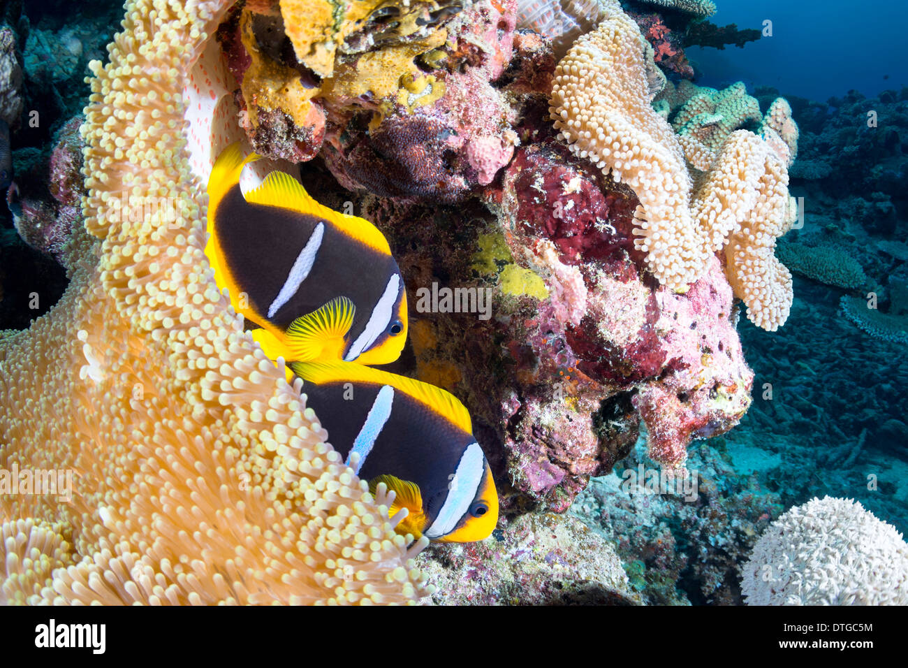 Two clownfishes find protection in their host sea anemone on a tropical reef in Fiji. Stock Photo