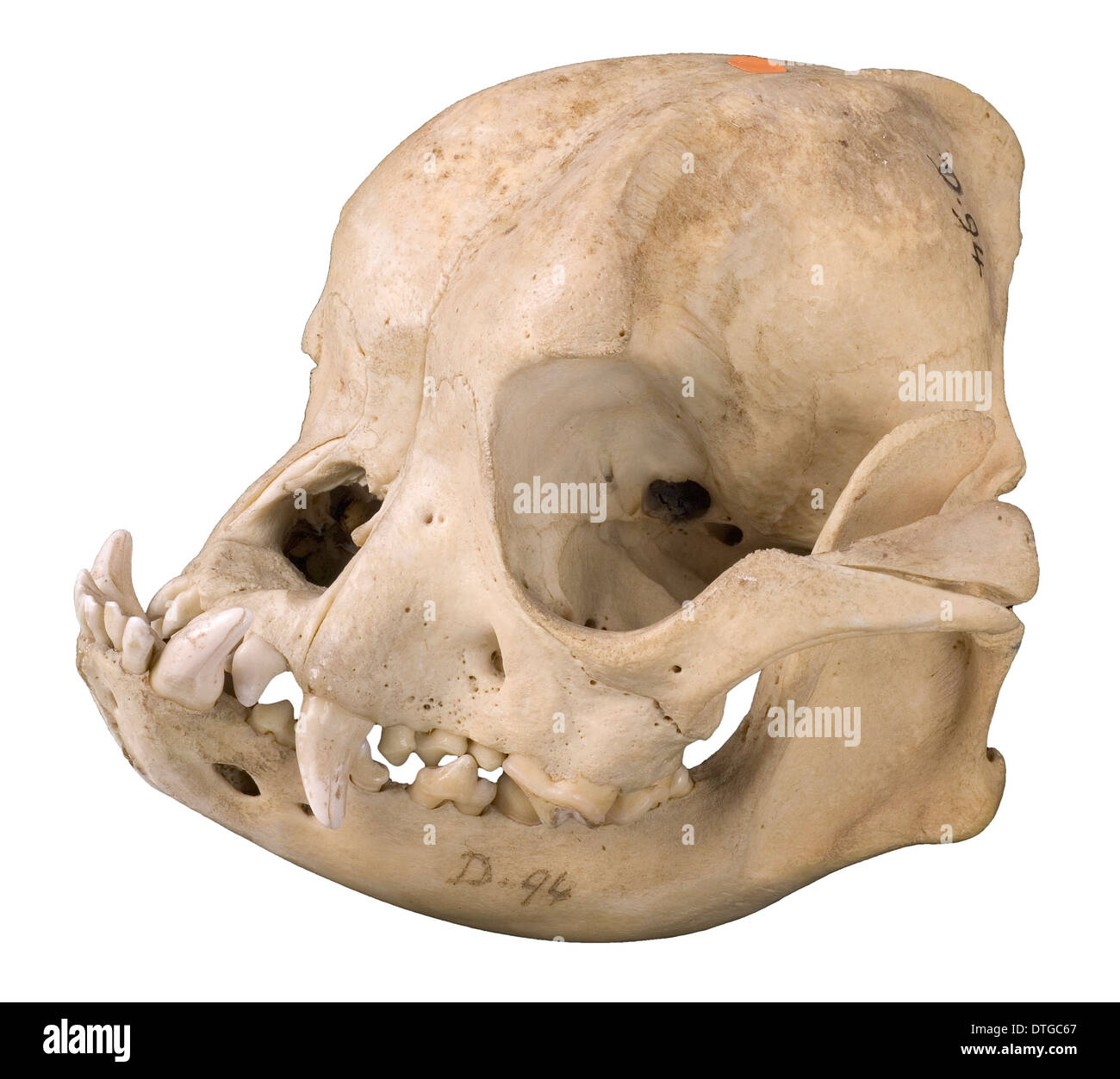 Bulldog cranium 1906 Stock Photo