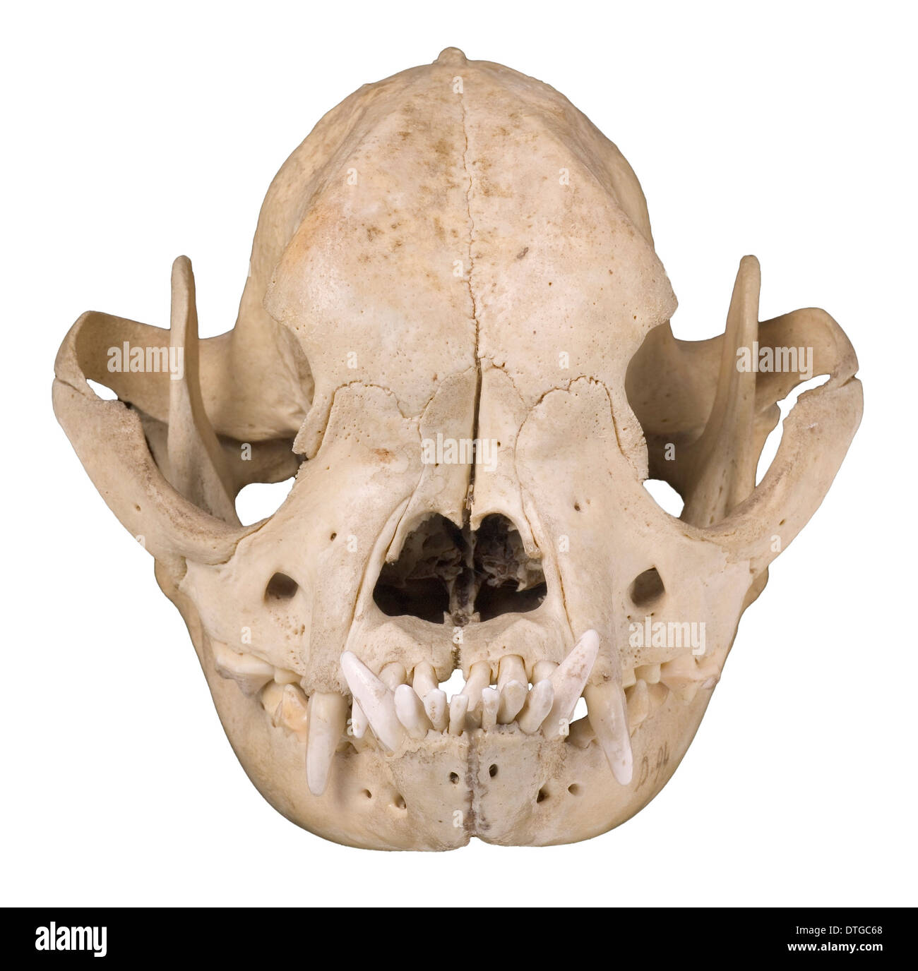 Bulldog cranium 1906 Stock Photo