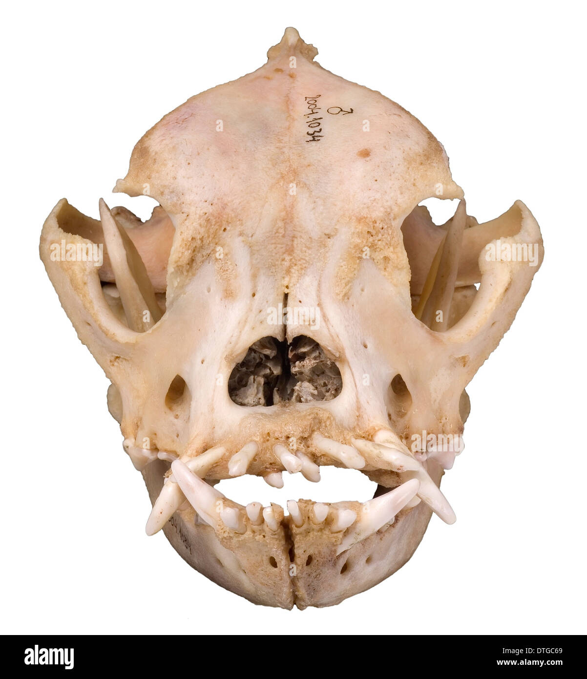 Bulldog cranium 2004 Stock Photo