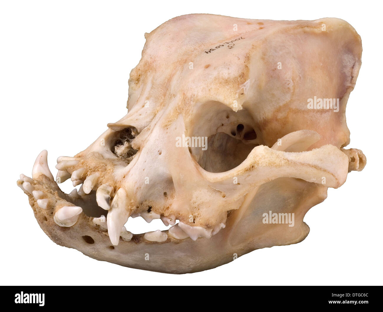 Bulldog cranium 2004 Stock Photo