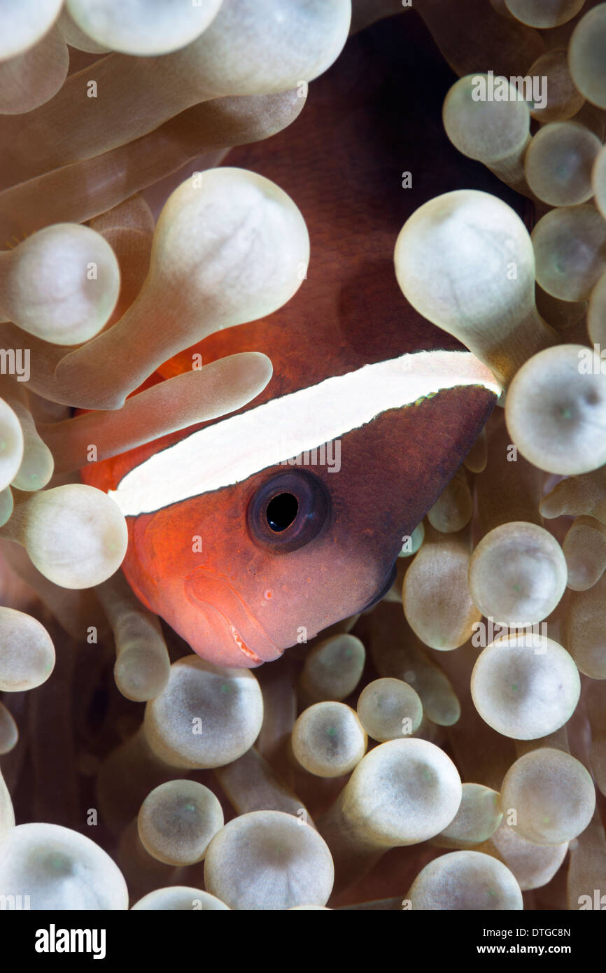 A tropical clown anemone fish rests within the protective tentacles of a host anemone Stock Photo