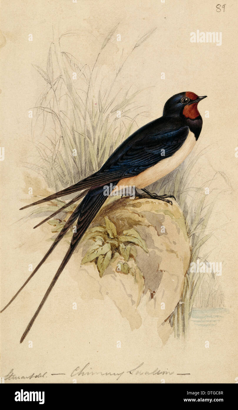 Swallow png images | PNGWing