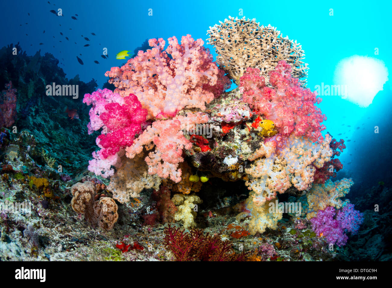 A small reef formation in Fiji with multicolored soft corals and a bright ball of sunshine off to the right. Stock Photo