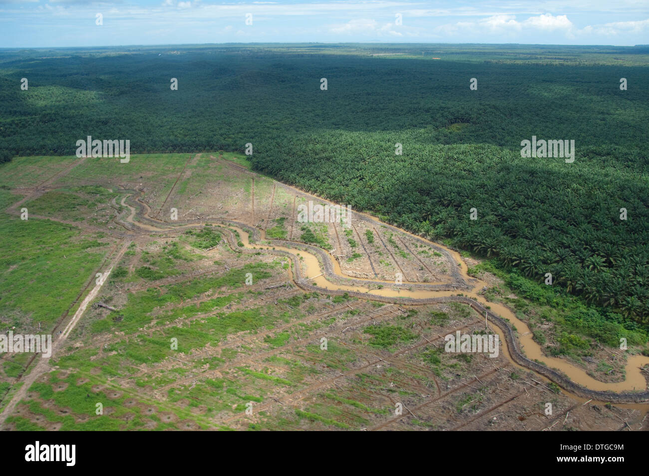 Aerial of Oil Palm plantation, Kinabatangan, Sabah, Malaysia Stock Photo