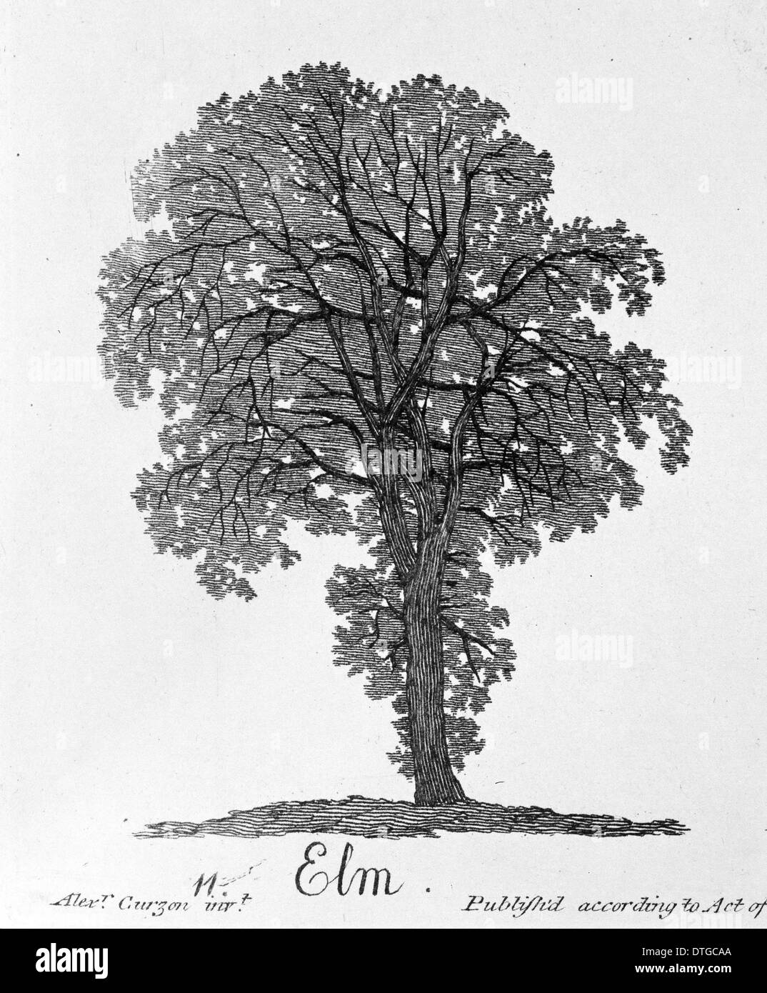 Ulmus procera, elm Stock Photo