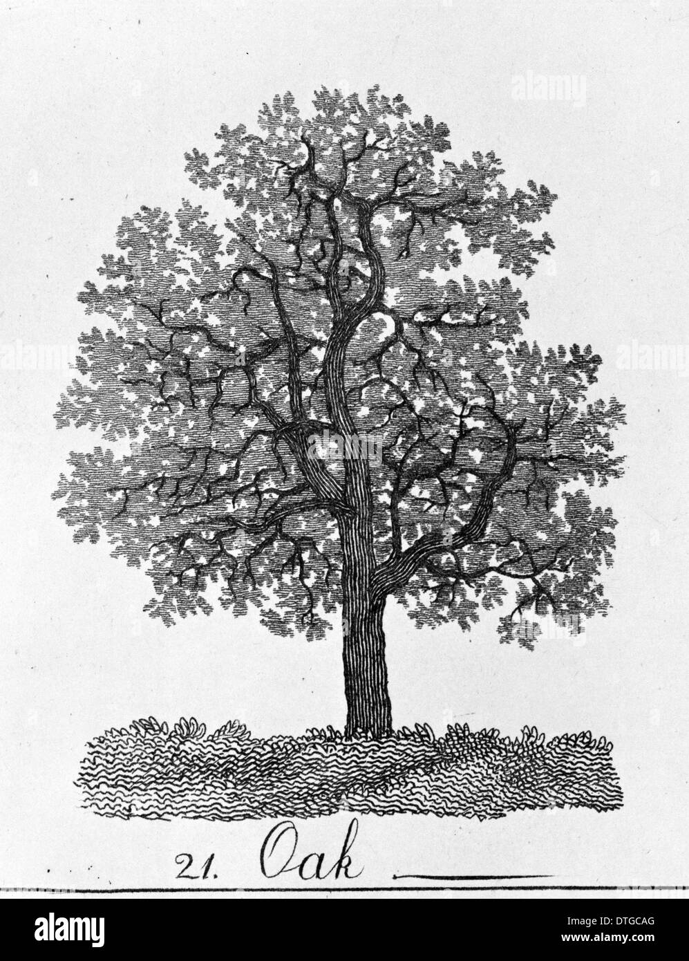 Quercus, oak Stock Photo